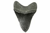 Fossil Megalodon Tooth - South Carolina #383645-1